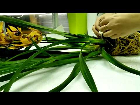 Видео: Cymbidium. Цимбидиум после покупки. Первые шаги. Спасаем корни!