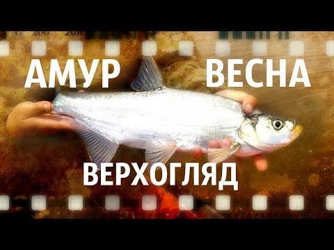 Видео: Амур. Весна. Верхогляд (автор А. Белов)