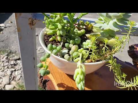 Видео: Обзор растений на ярмарке и в дворах посёлка Новомихайловский. 22.06.2024.