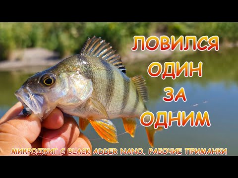 Видео: Окунь любит рачков! Рыбалка на микроджиг с одного места!