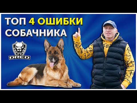 Видео: Топ 4 Ошибки собачника | Самые важные команды с собакой | Дрессировка собаки | Кинолог о наболевшем