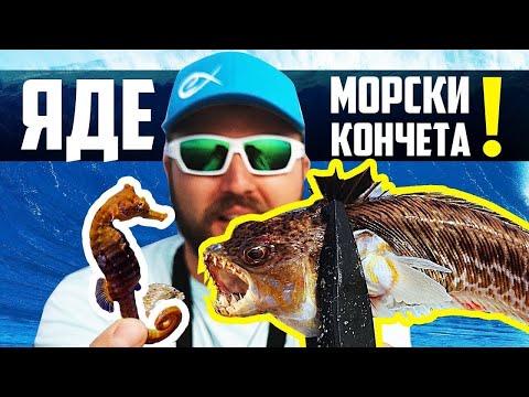 Видео: ОТРОВНА РИБА ИЗЯЖДА МОРСКИТЕ КОНЧЕТА!!! Риболов на сафрид в Черно море ( Поморие )