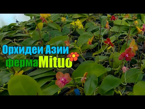 Видео: Прогулка по ферме Mituo