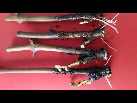 Видео: Проращивание черенков винограда в субстрате. Что делать с нижним глазком?