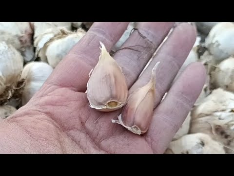 Видео: Підготовка часнику до посадки. Ділення головок на зубки.