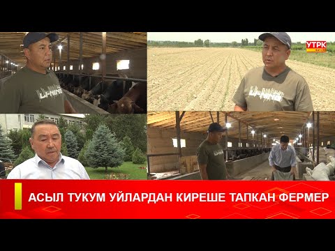 Видео: АСЫЛ ТУКУМ УЙЛАРДАН КИРЕШЕ ТАПКАН ФЕРМЕР