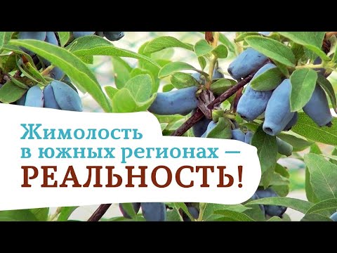Видео: КАК ВЫРАСТИТЬ ЖИМОЛОСТЬ В ЮЖНЫХ РЕГИОНАХ. СЕКРЕТЫ УСПЕХА