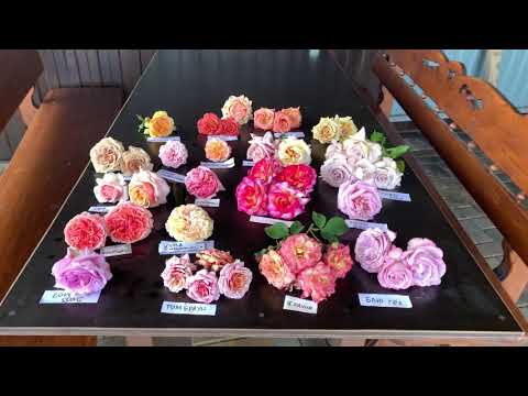 Видео: Разбор сортов необычного окраса «Шедевры»maryroses.ru