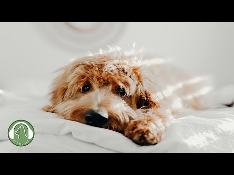 Видео: Исцеляющая музыка для собак - музыка для отдыха, которая расслабляет ум, любимая музыка собак.