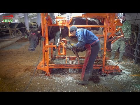 Видео: СКМ - 5  Электромеханический станок для фиксации КРС