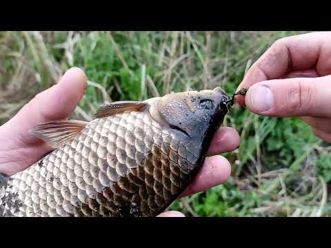 Видео: Весна. Карась. Ротан. Боковий кивок виручає.