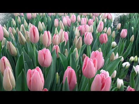 Видео: Готуємо тюльпан до посадки, вигонка тюльпанів!