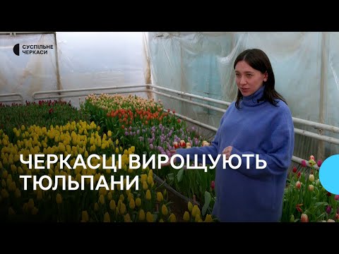 Видео: Створюють маленьке свято: як родина з Черкащини вирощує тюльпани