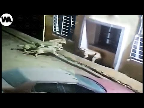 Видео: Почему Даже 3 Волка Не Могут Победить Одного Кангала в Городе?