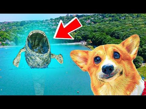 Видео: БЛУП против ЭЛЬ ГРАН МАЙЯ! Маленький Блуп внезапно вырос!! Корги Коржик Говорящая собака