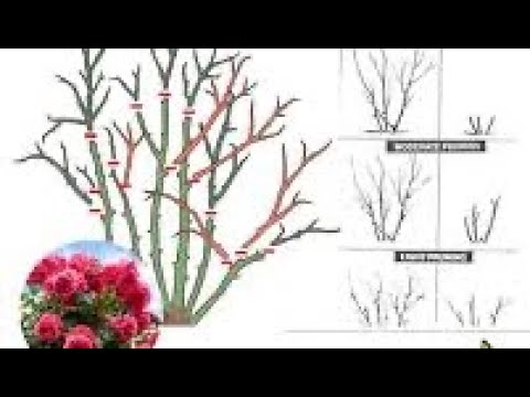 Видео: Подрязване на розите през пролетта.Катерливи,храстовидни и бордюрни.