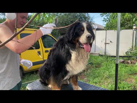 Видео: Уход за шерстью собаки | Бернский зенненхунд. Как вычесать шерсть в домашних условиях.