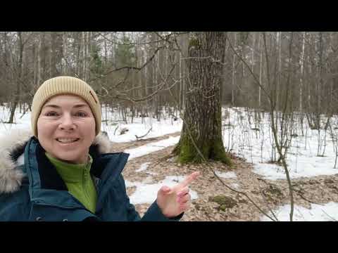 Видео: Как определить возраст дуба по диаметру его ствола