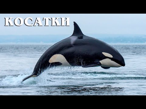 Видео: Косатки: Великие Охотники Океана | Интересные факты про косаток