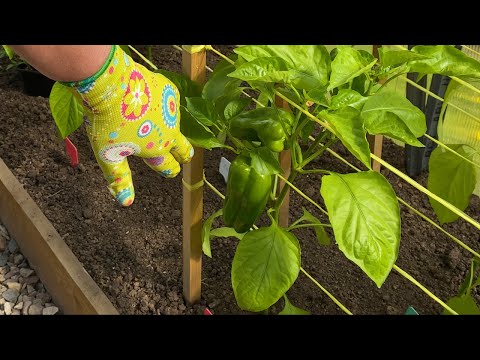 Видео: Перец в теплице после высадки. Какие сорта посадила. Как подвязать перец.