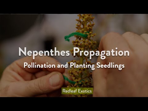 Видео: Размножение непентеса: опыление и посадка семян