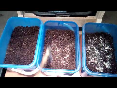 Видео: Влияние состава корма на рост червяка ( ЭКСПЕРИМЕНТ ) ...часть 2 .и модернизация ящиков  ..