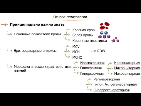 Видео: основы гематологии