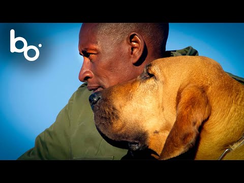 Видео: Собака Святого Губерта и Малиноа: Встреча с Хранителями Кении | Браконьерство | BOREALES