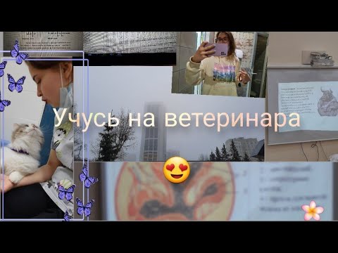 Видео: Учеба на ветеринара|| Практика в клинике ||Посылают на практику !