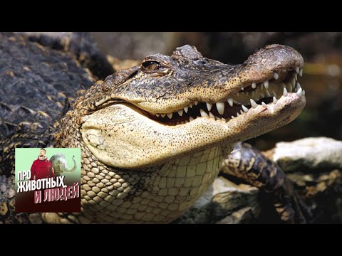 Видео: Малайзия. Крокодилы. Фильм 1