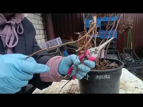 Видео: Древовидная гортензия. Осенняя обрезка и пересадка. 22.10.23