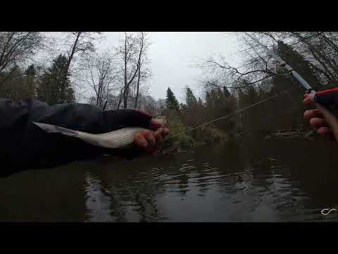 Видео: Тенкара, последний день сентября