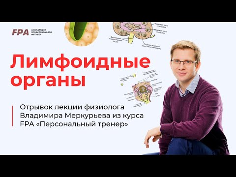 Видео: Лимфоидные органы | Владимир Меркурьев (FPA)