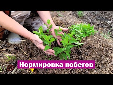 Видео: Всё о НОРМИРОВКЕ ПОБЕГОВ метельчатой гортензии