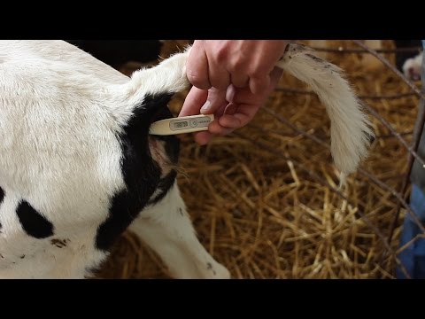 Видео: Пневмония у телят. Комплексное лечение.  Pneumonia in calves. Complex treatment.