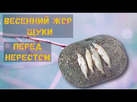 Видео: Ловля щуки перед нерестом