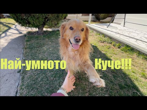 Видео: Най-умното куче! 🐶 Голдън Ретривър, който ще ви разтопи ❤️! #голденретривер #куче