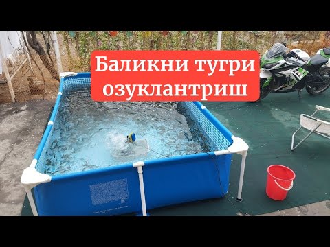 Видео: Баликни тугри овкатлантрш(Илонбалк телеграмда)