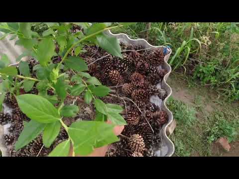 Видео: Мікоризація лохини ( голубики).Полив і підкормки.