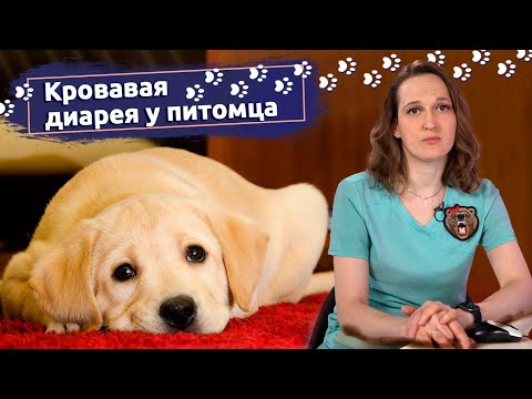 Видео: Советы ветеринара: Что делать, если у питомца кровавый понос