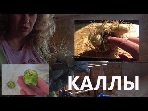 Видео: (126) КАЛЛЫ... Хранение клубней зимой
