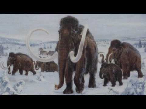 Видео: Мамонты и их изучение (рассказывает палеонтолог Евгений Мащенко)