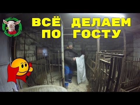 Видео: Древесные опилки поросятам - это  антисептик