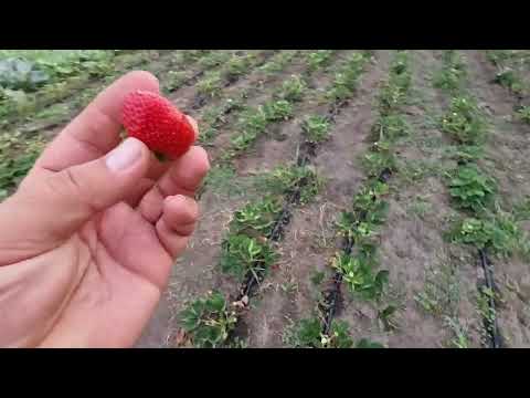 Видео: Трипс на клубнике, как его обнаружить и как с ним бороться. Признаки поражения ягод трипсом.