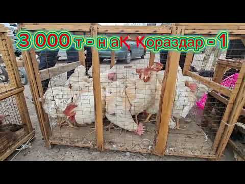 Видео: 16.11 25.Сарыағаш  Жібек жолы құс базары.Тауықтар,курке тауықтар,қаздар,индоутуткалар,кептерлер,қоян