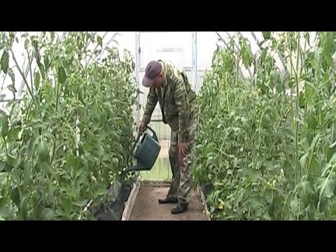 Видео: ОБЫЧНЫЕ ВЫХОДНЫЕ В ДЕРЕВНЕ - ХОЗЯЙСТВО, РЕЦЕПТ ЗАВТРАКА ХОЛОСТЯКА, ЗАБАВНЫЕ ЦИФРЫ...