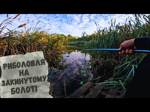 Видео: Риболовля в Польщі на закинутому болоті в кущах