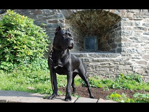 Видео: Кане-Корсо / Cane-Corso. Собаки от А до Я.