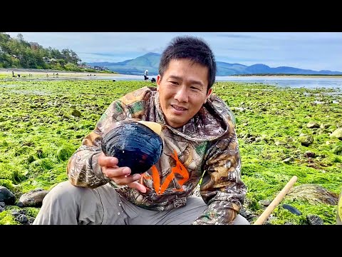 Видео: Поиски пищи на побережье Орегона: роющий моллюск в заливе Нетартс