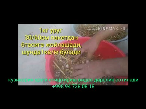 Видео: Кузикорин уйда бизнес 1100$ кузикорин етиштириш